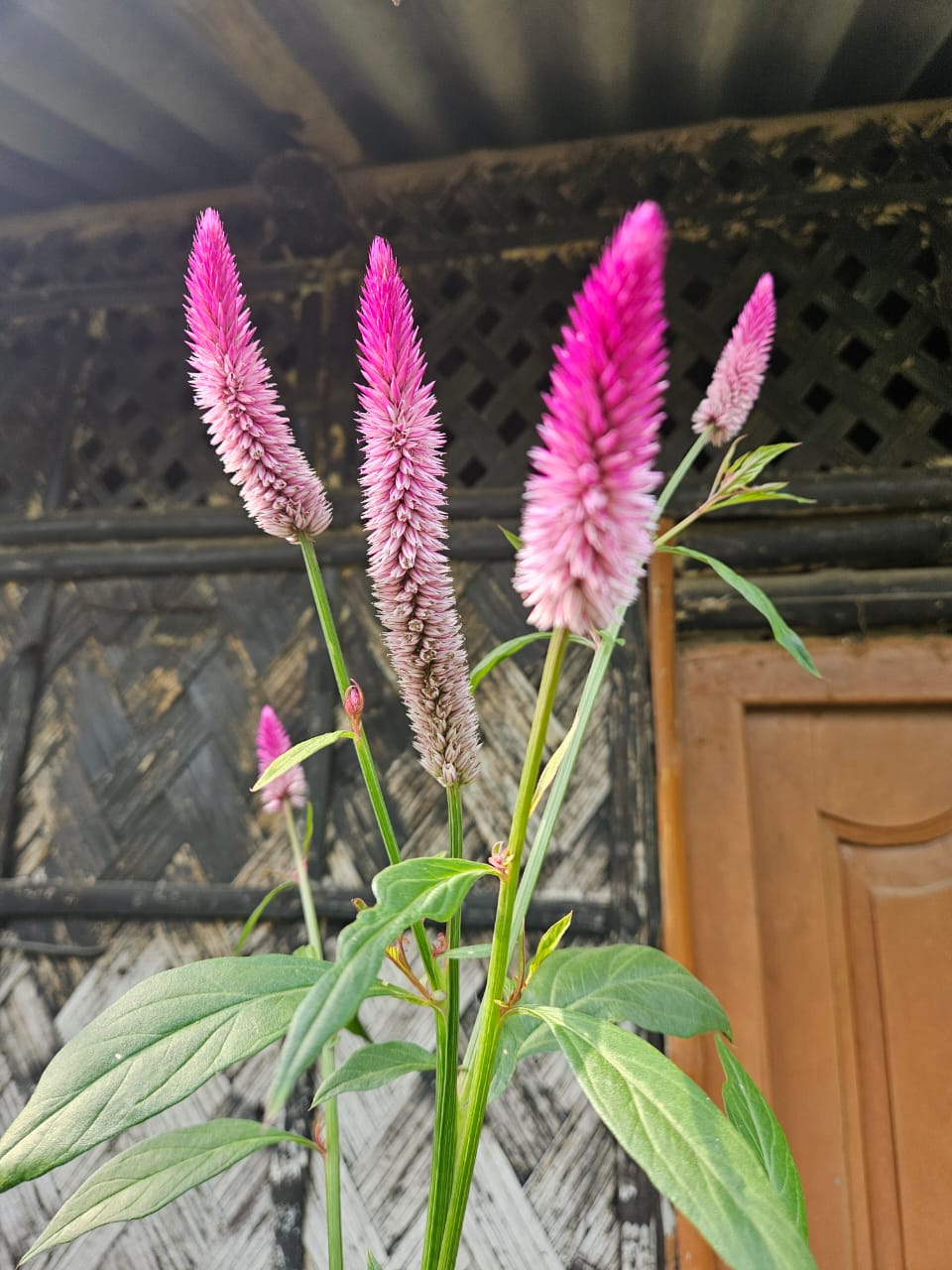 Pink Celosia Spicata